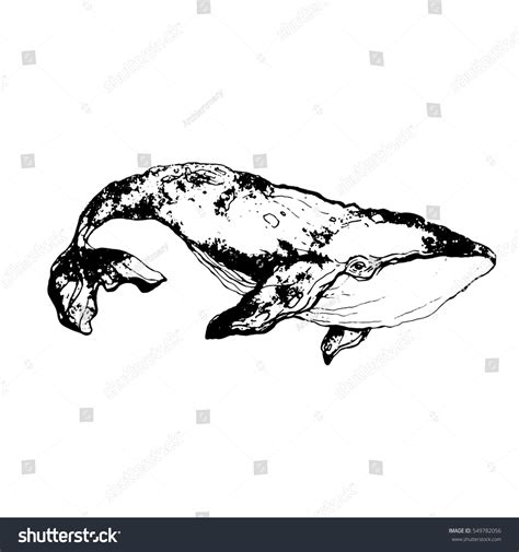 Whale Hand Drawn Cachalot Vector Illustration Stock Vector (Royalty ...