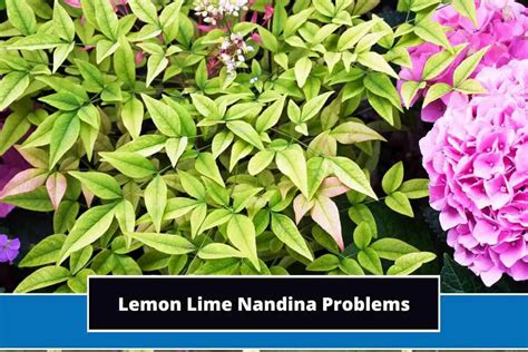 6 Common Lemon Lime Nandina Problems