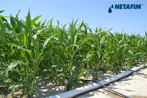 Irrigazione A Goccia Mais Irrigazione Veneta