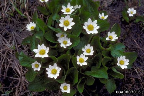 White Marsh Marigold Caltha Leptosepala