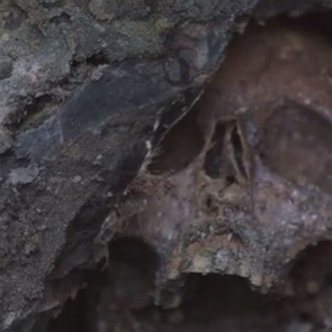 The Skull Of Mary Magdalene In St Maximin Basilica In France