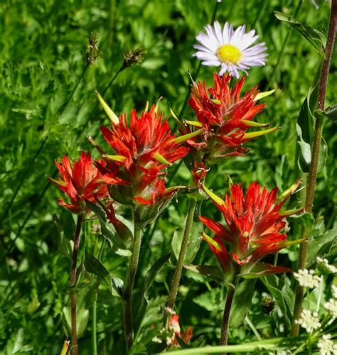 Giant Red Paintbrush Castilleja Miniata Here Is The Giant Flickr