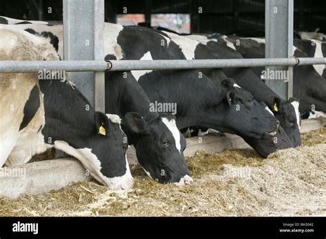 Holstein Dairy Cows Eating Silage Stock Photo - Alamy