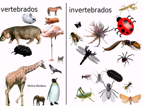 Animais Vertebrados E Invertebrados Exemplos E Caracter Sticas