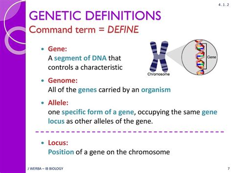 CHROMOSOMES, ALLELES, GENES & MUTATIONS - ppt download
