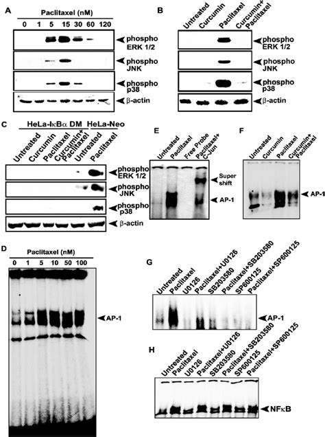 Involvement Of Mapk Pathway In The Regulation Of Paclitaxel Induced