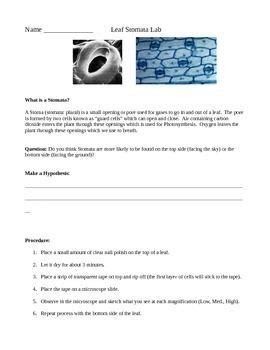 Plant Cell "Stomata" Microscope Lab Experiment | Plant cell, Lab activities, Scientific method ...