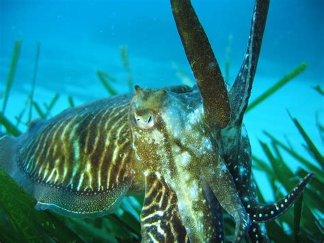 Faune et flore sous marine de la Méditerranée