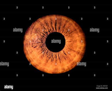 Human Orange Iris Eye Colorful Pupil In Macro On Black Background