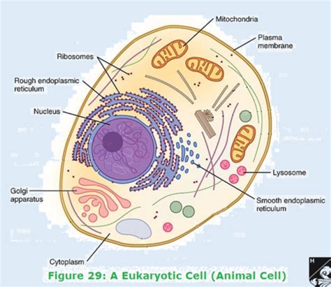 Classification Of Microorganisms Flashcards Quizlet