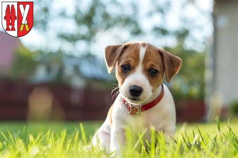 Jack Russell Z Chter Und Welpen Im Harz Jackrussell De