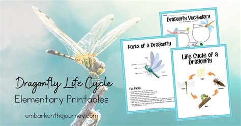 Life Cycle Of A Dragonfly