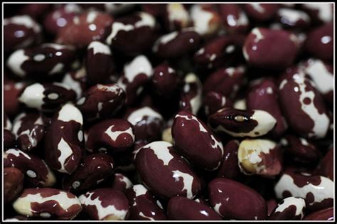 Survival Know Your Dried Beans Hubpages