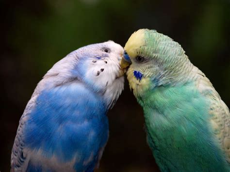 When Parakeets Kiss Why They Do It And What It Means