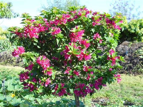 Bougainvillea Richard Lyons Nursery Inc