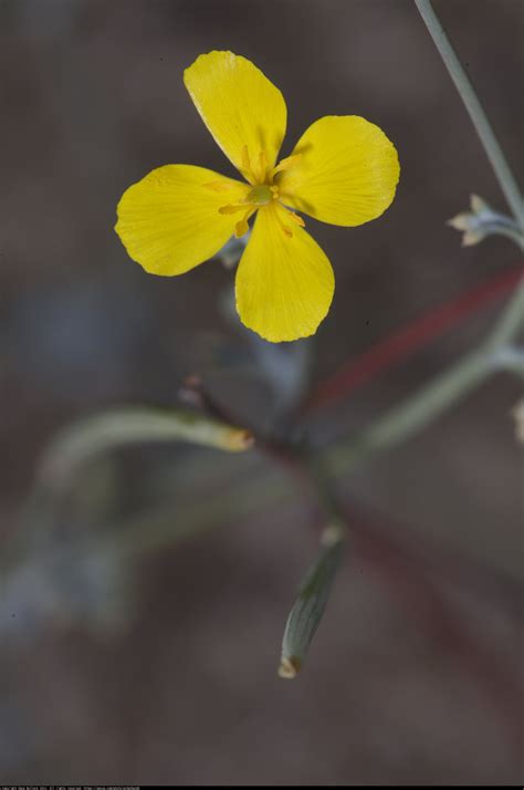 The Golden Geranium Dave Bullock Eecue On