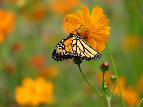 Monarch On Cosmos Amy Woodward Flickr