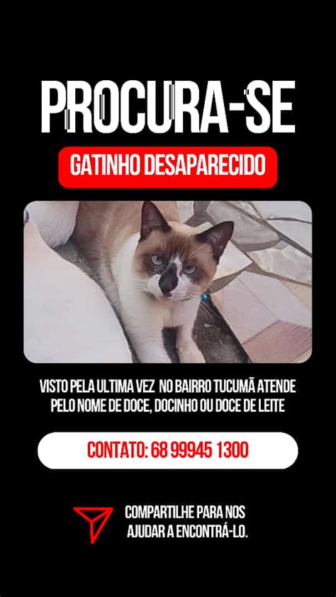 Gato Desaparece Em Rio Branco E Tutora Fica Inconformada Chora Dia E