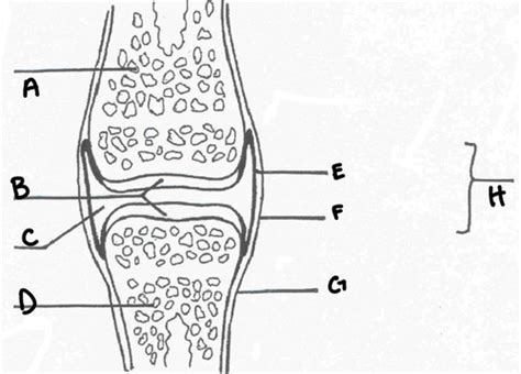 Anatomy And Physiology Lab 10 Joints Flashcards Quizlet