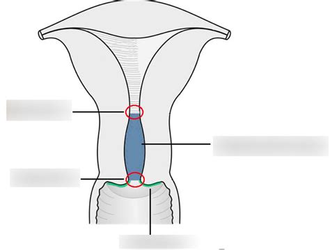 Cervix Diagram Quizlet