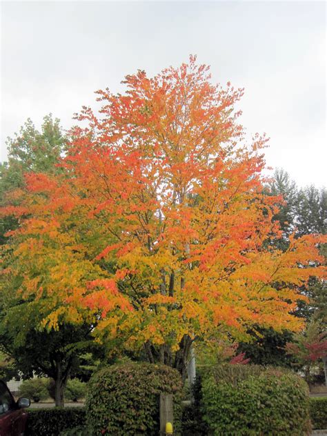 Cercidiphyllum Japonicum Katsura Tree Trees To Plant Plants