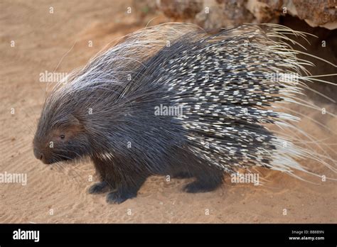 Cape Porcupine or South African Porcupine (Hystrix africaeaustralis) in ...