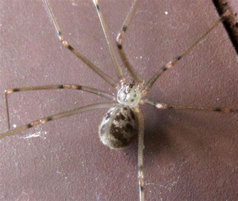 Short Bodied Cellar Spider Physocyclus Globosus