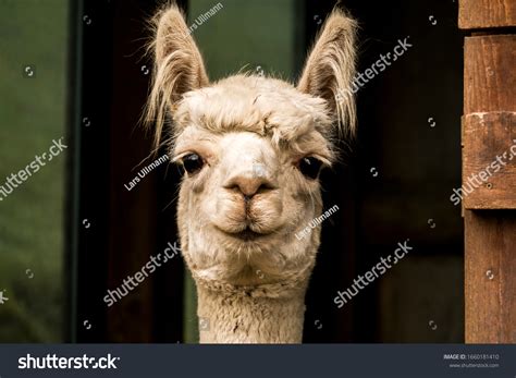 Alpaka Wool Stock Photos Images Photography Shutterstock