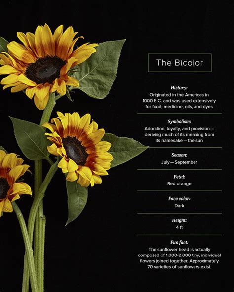 16 Sunflower Facts That Are So Sweet ProFlowers Blog Sunflower