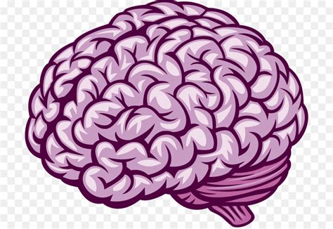 Human Brain Royalty Free Brain Png Download 766616 Free