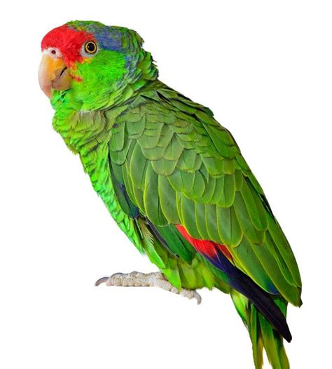 Do Wild Parakeets And Parrots Live In North America Birds And Blooms