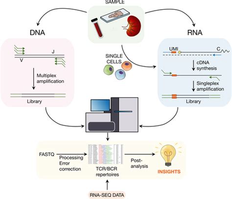 T‐cell Receptor And B‐cell Receptor Repertoire Profiling In Adaptive Immunity Minervina 2019