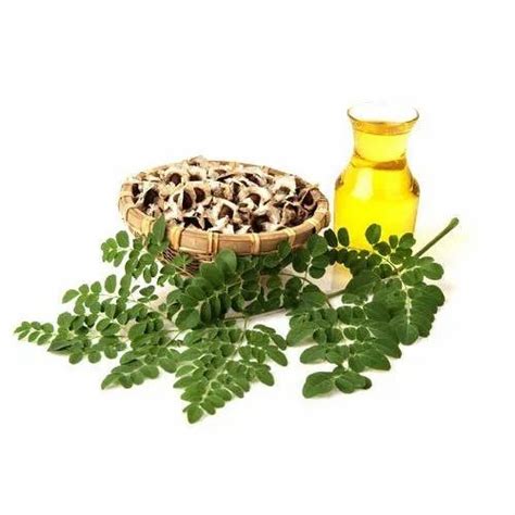 Moringa Oleifera Seed Oil At Rs Kg Moringa Oleifera Seed Oil In