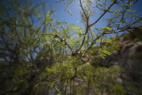 Mesquite tree close up | Free Photo - rawpixel