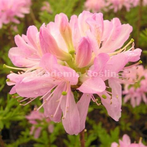 AZALIA WIELKOKWIATOWA 'WESTERN LIGHTS' - Akademia Roślin