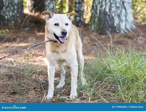 Blue Heeler Chocolate Lab Mix