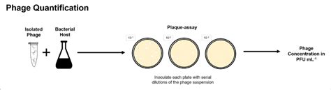 Plaque Assay Method Can Be Used To Determine The Concentration Of A