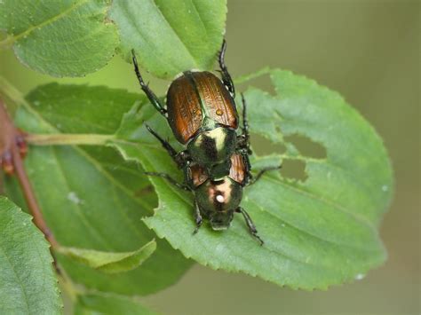 Escarabajo Insecto Hoja Foto Gratis En Pixabay Pixabay