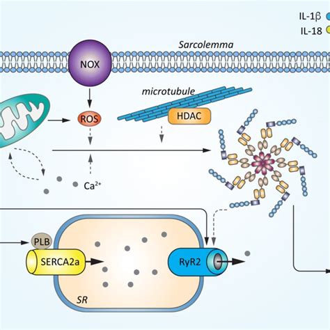 Crosstalk Signaling Between Altered Ca²⁺ Handling And Nlrp3