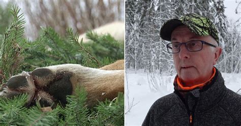 Licensjakt P Sex Vargar I L Net Inleds P Tisdag Svt Nyheter