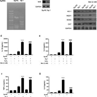 Knockout Of Nrf2 Abolished The Antioxidative And Anti Inflammatory