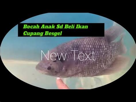 Belli Cupang Bagan Ll Anak Sd Beli Ikan Cupang Bagan Youtube