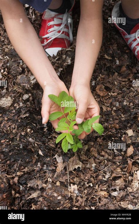 Closeup Of Hands Planting Black Locust Tree Seedling Stock Photo Alamy