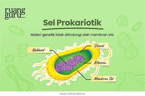 Detail Contoh Sel Prokariotik Dan Eukariotik Koleksi Nomer 34