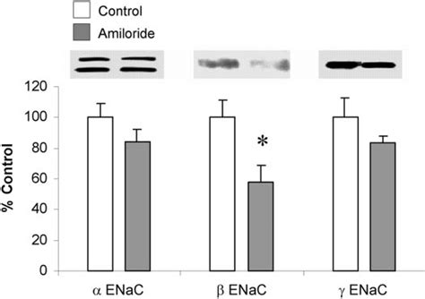 Effect Of Inhibition Of Apical Na Entry By Amiloride On Apical Membrane