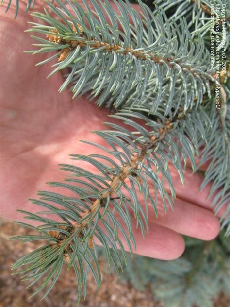 Plantfiles Pictures Colorado Spruce Blue Spruce Fat Albert Picea