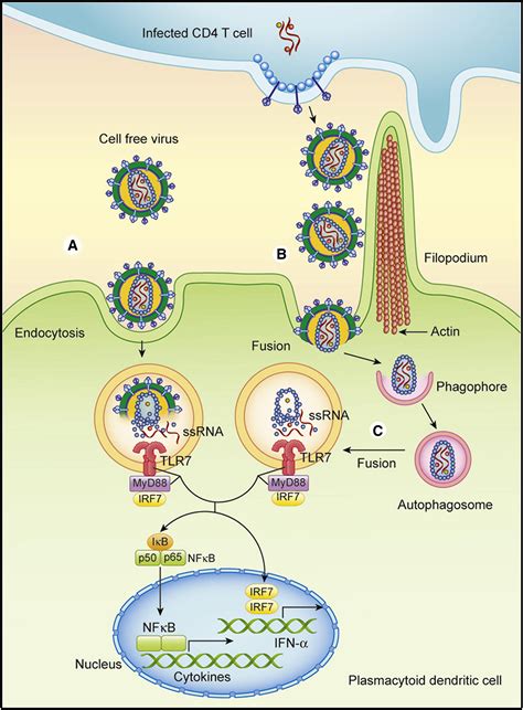 Innate Immune Recognition of HIV-1: Immunity