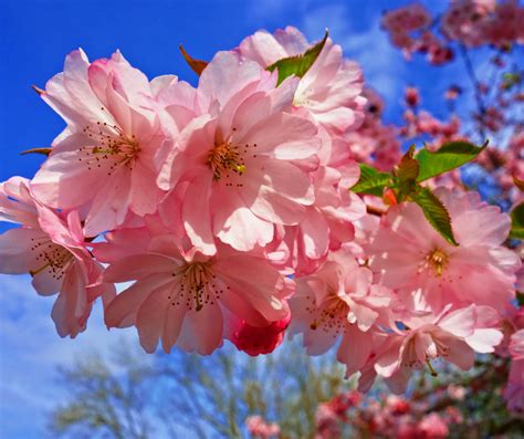 Prunus Kanzan Pink Cherry - Clarenbridge Garden Centre