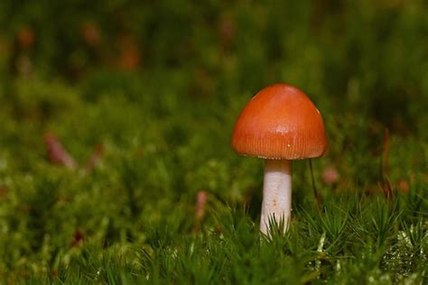 Premium Photo | A mushroom with a red cap and a white cap is in the grass.