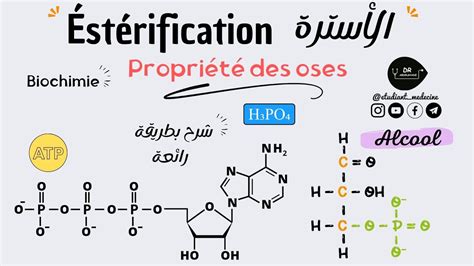 BIOCHIMIE 1ére année médecine Éstérification الأسترة